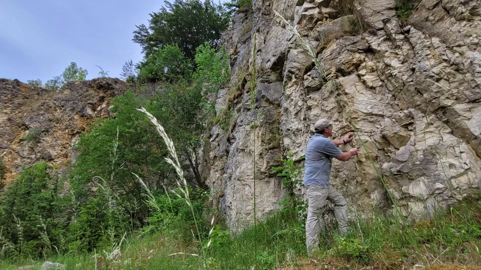 Ein Geologe steht mit Hammer Hammer in der Hand an einem Gesteinsaufschluss und nimmt Proben