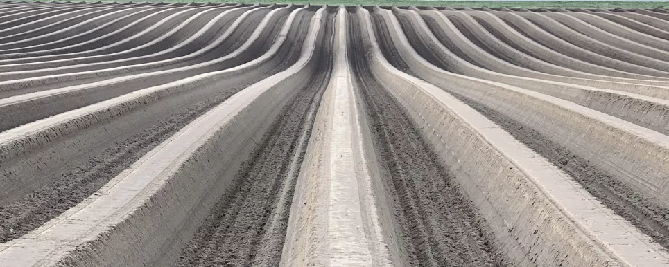 Der Blick geht über eine wellige unbewachsene Ackerfläche. In regelmäßigem Abstand sind frische Dämme für den Spargelanbau angehäuft.